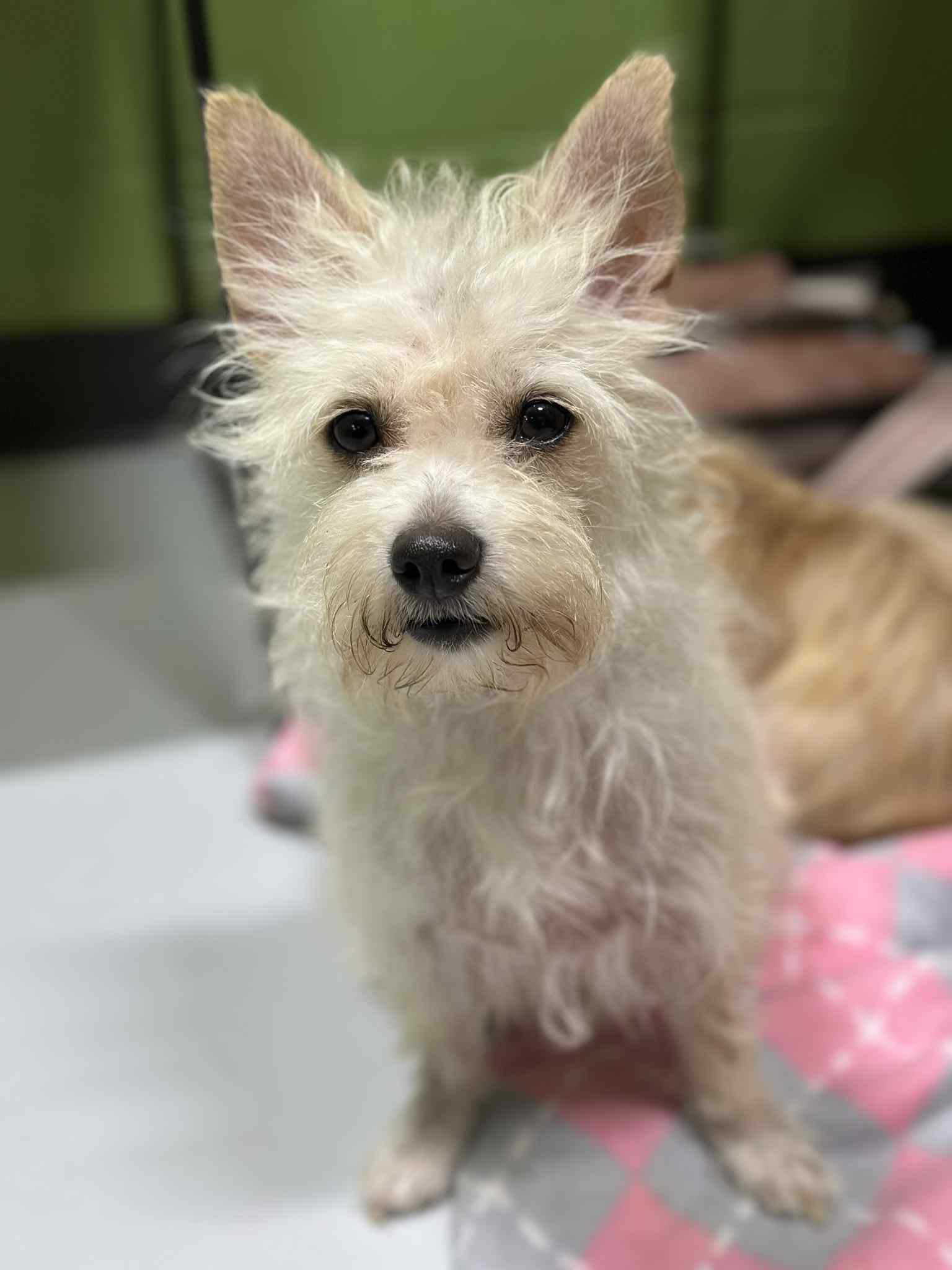 Daisy, a Adopted mixed breed in Temple, TX image 2/6