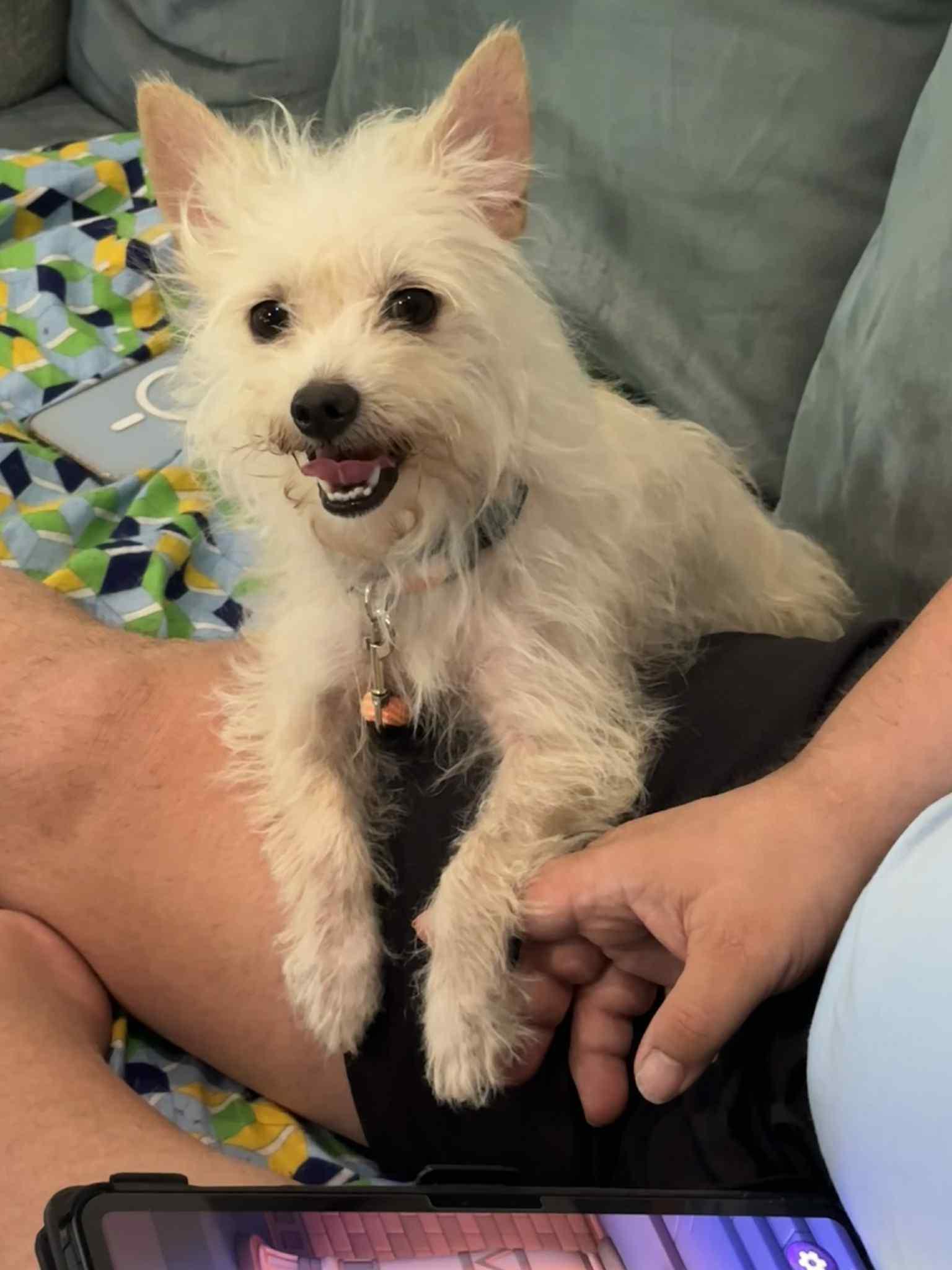 Daisy, a Adopted mixed breed in Temple, TX image 3/6