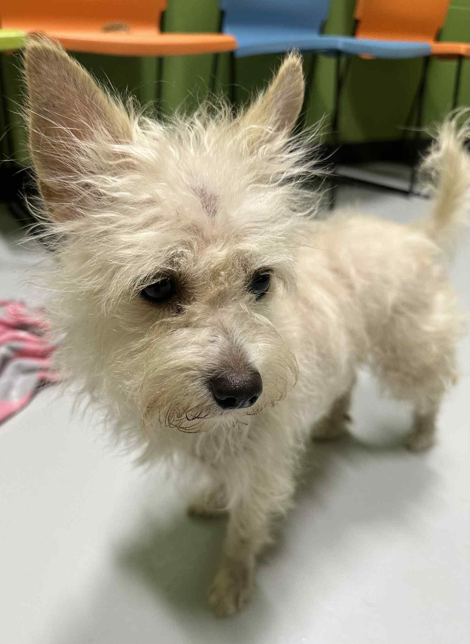 Daisy, a Adopted mixed breed in Temple, TX image 4/6