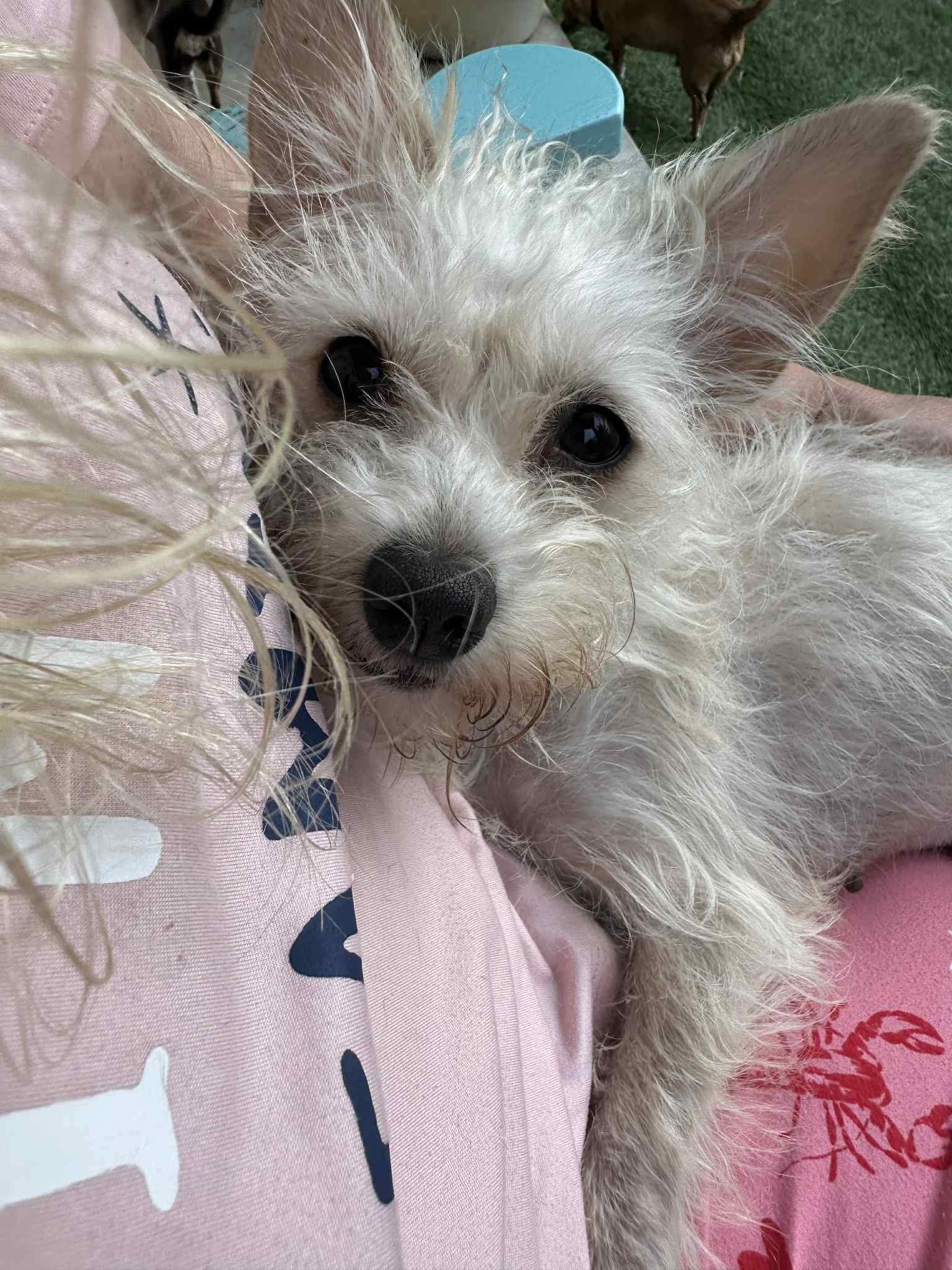 Daisy, a Adopted mixed breed in Temple, TX image 5/6