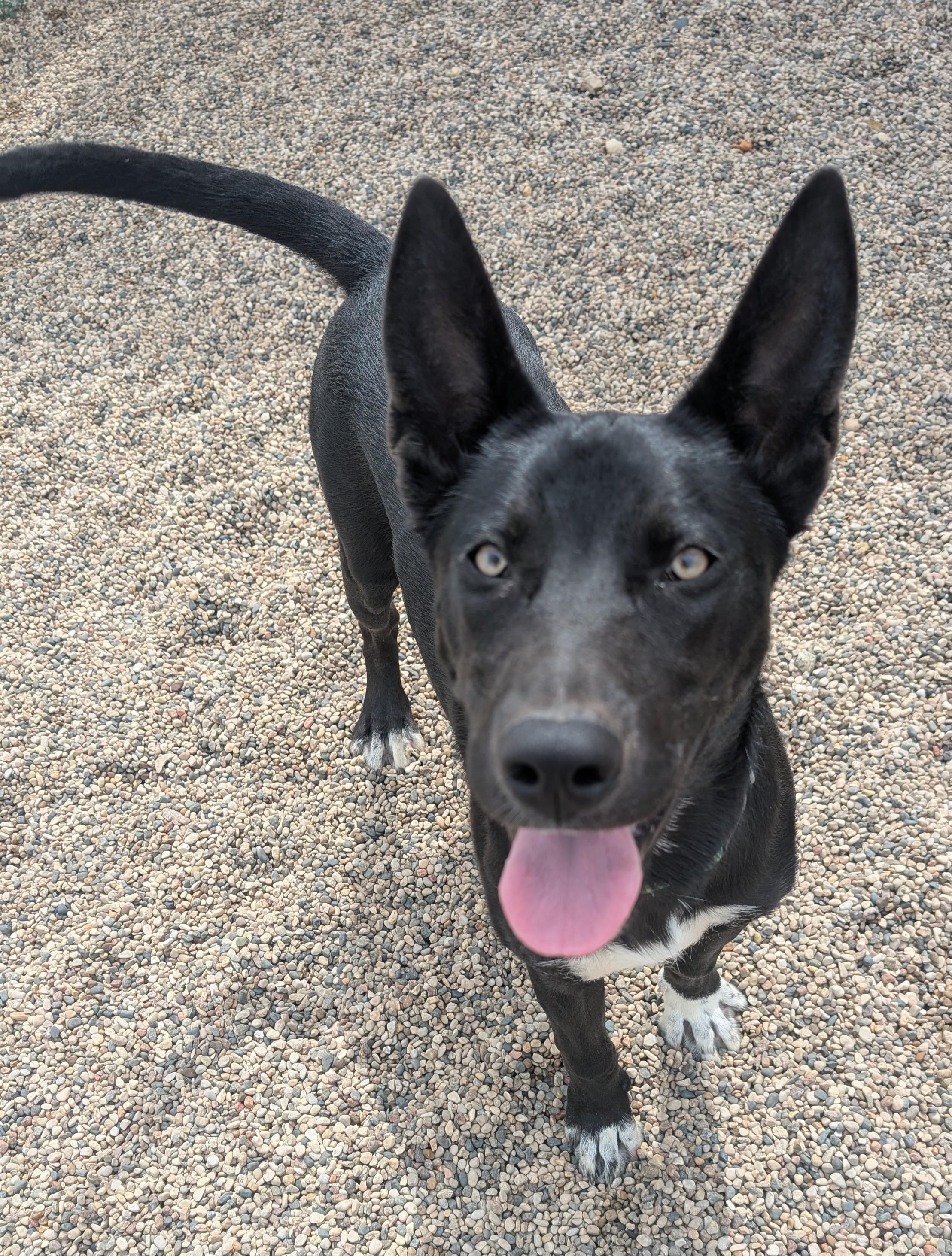 Storm, Adoptable, Young Male Husky & Shepherd.