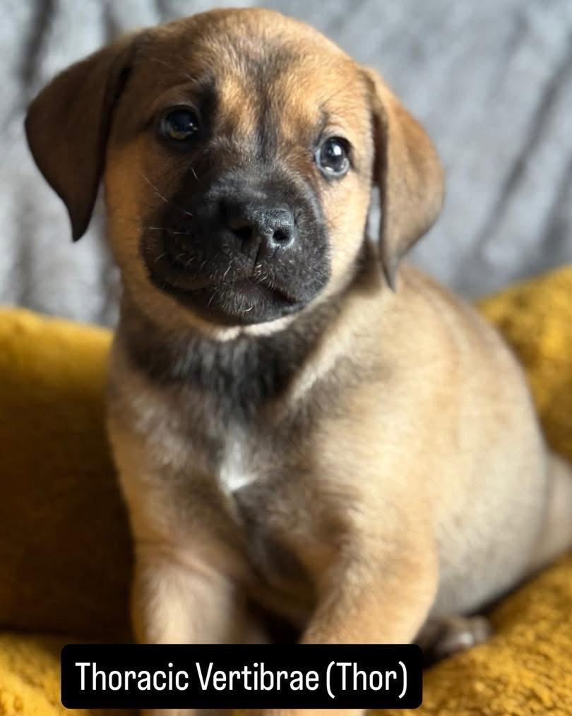 Thor, Adoptable, Puppy Female Mixed Breed.