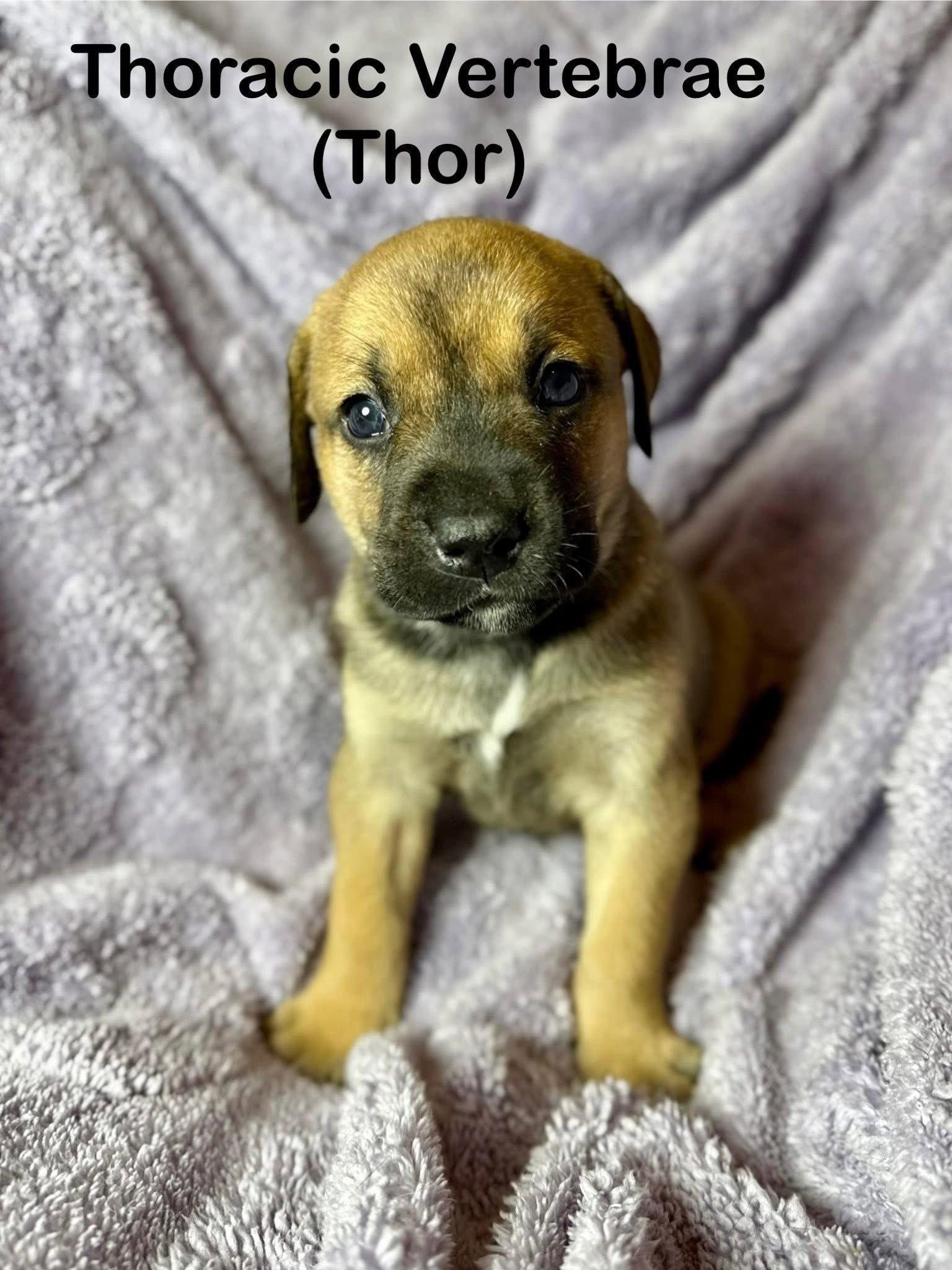 Enlarge Thor, a Adoptable Mixed Breed in Duluth, MN image 2/2