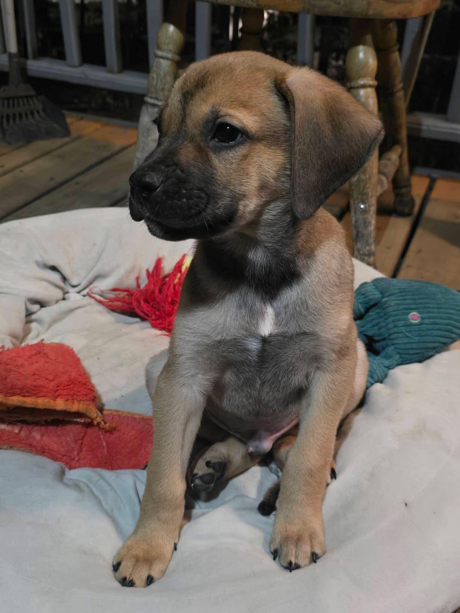 Thor, a Adoptable Mixed Breed in Duluth, MN image 3/3