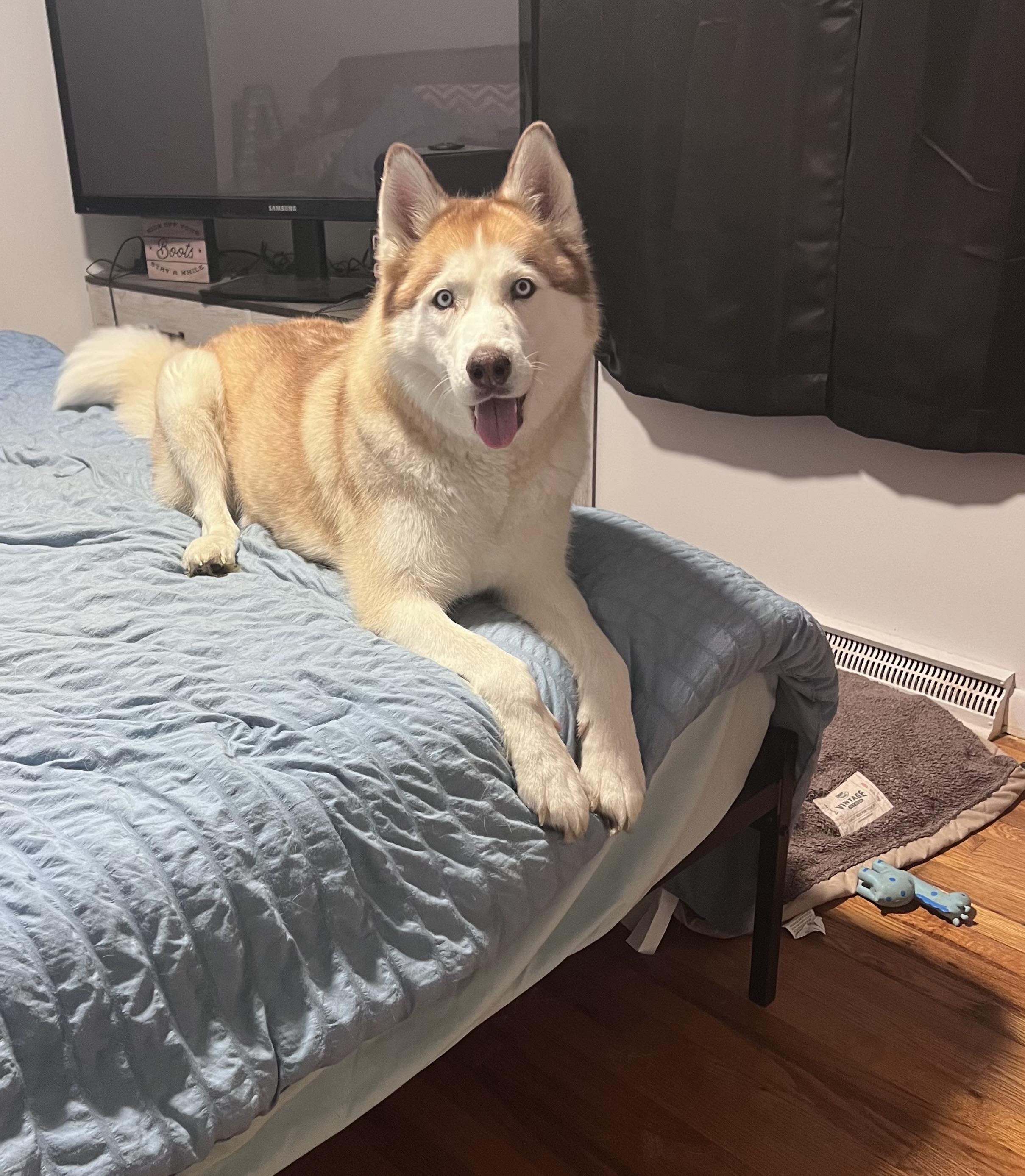 Enlarge Sophie, a ADOPTABLE mixed breed in Saginaw, MI image 4/6