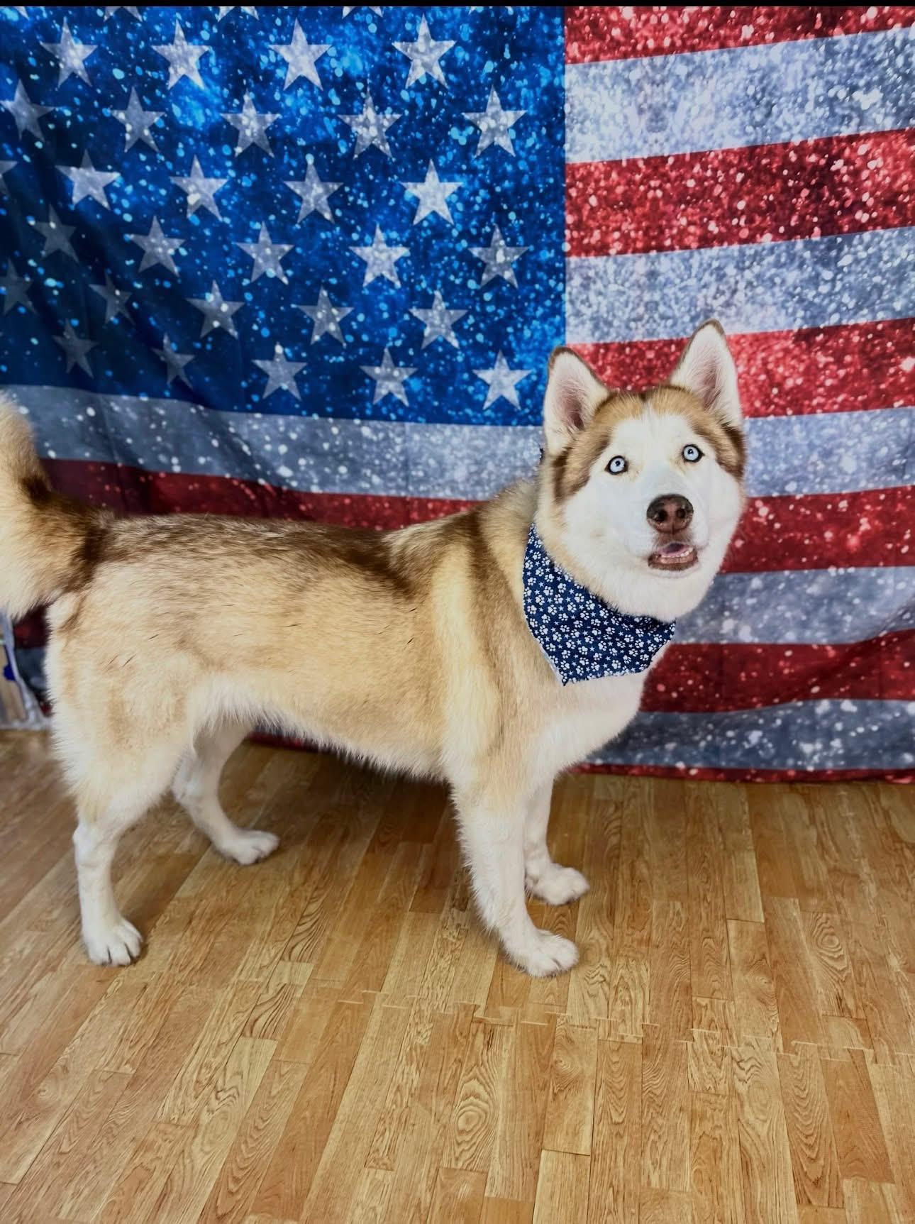 Enlarge Sophie, a ADOPTABLE mixed breed in Saginaw, MI image 2/6