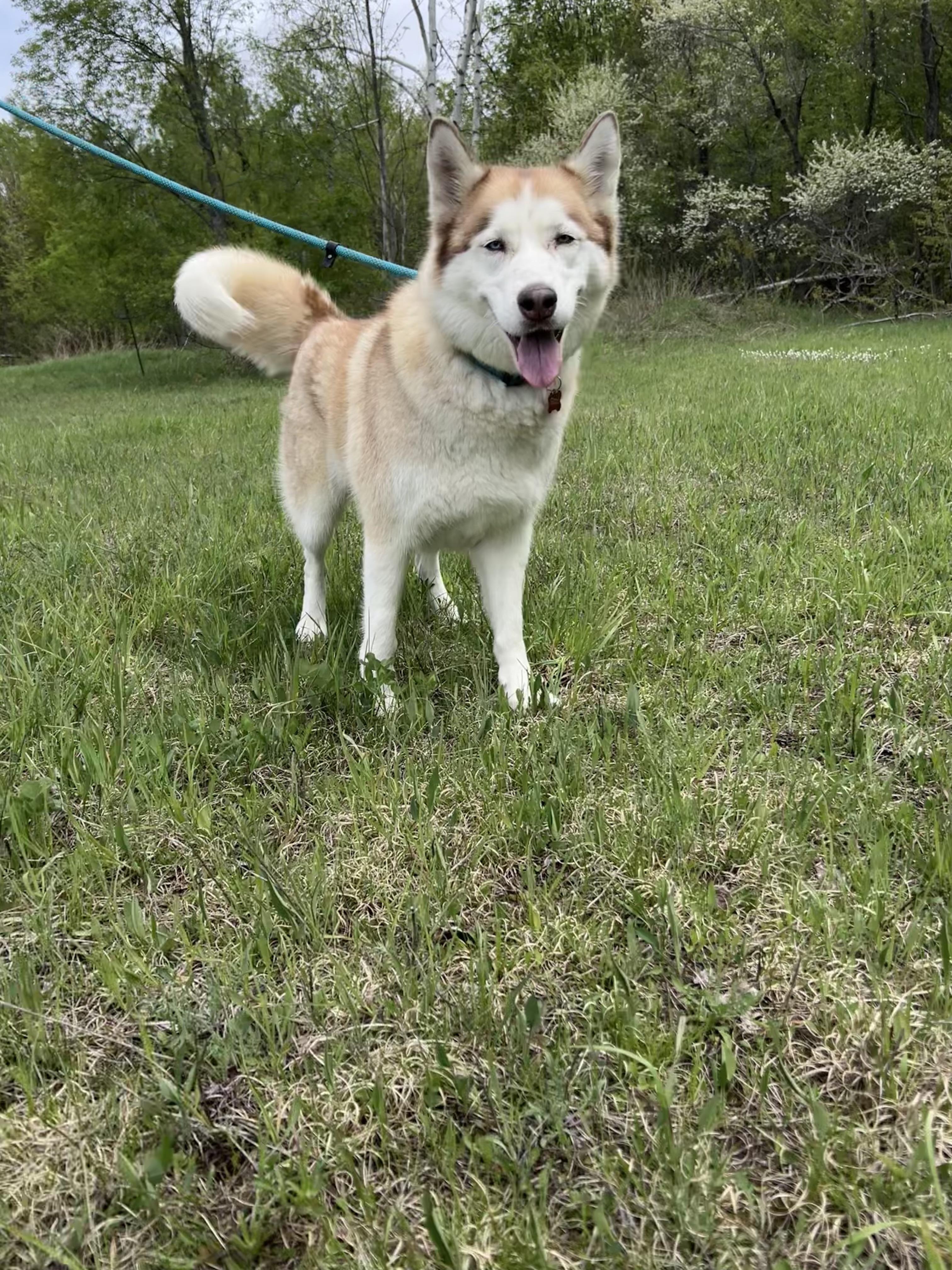 Enlarge Sophie, a ADOPTABLE mixed breed in Saginaw, MI image 5/6