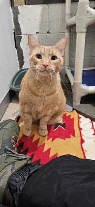Enlarge Leo, a ADOPTABLE Domestic Short Hair in Potsdam, NY image 1/2