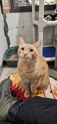 Enlarge Leo, a ADOPTABLE Domestic Short Hair in Potsdam, NY image 2/2