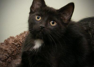 Ritchie, Adoptable, Kitten Male Domestic Short Hair.