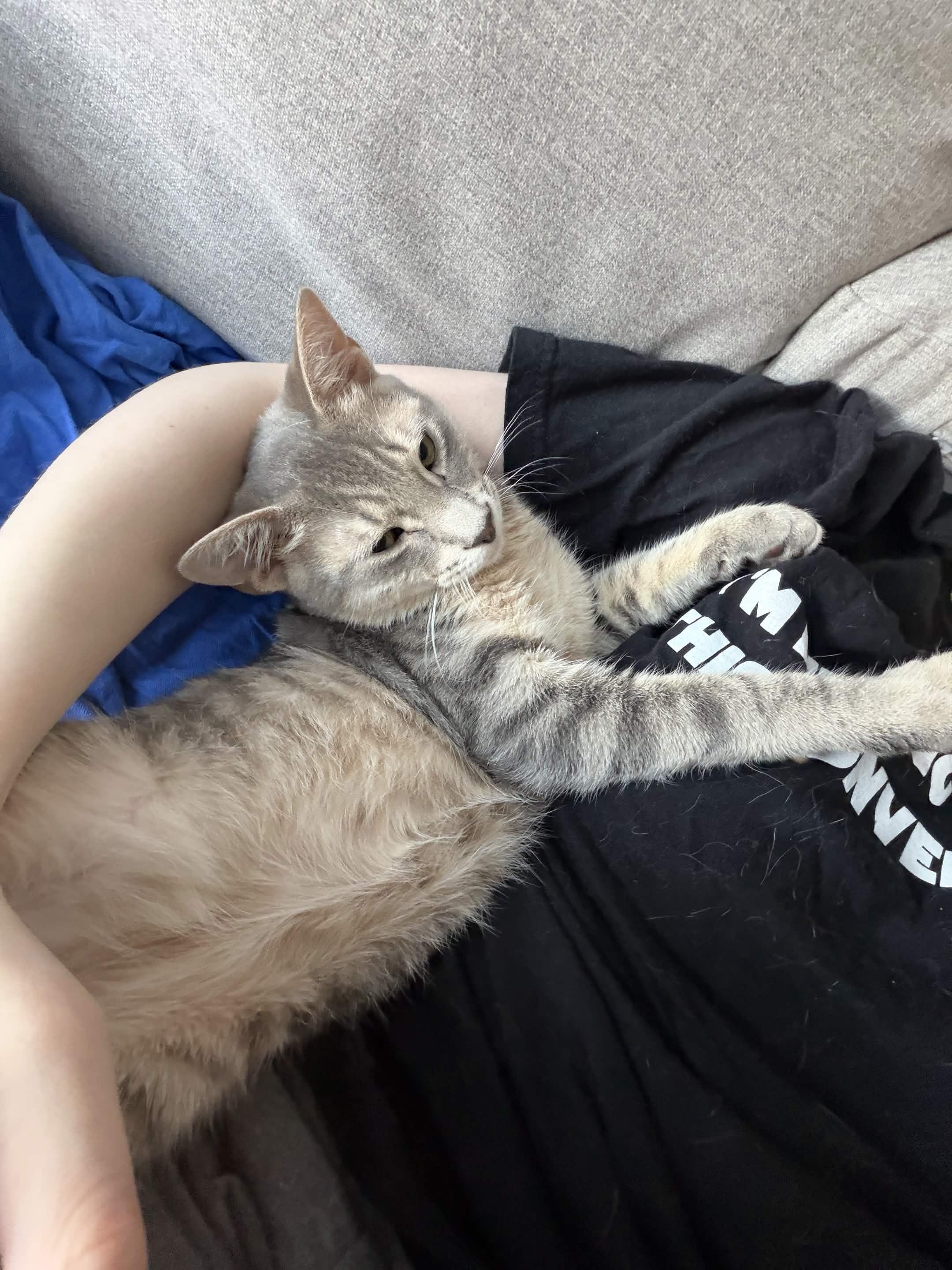 Samwise (Sammy), a ADOPTABLE Domestic Short Hair in Weehawken, NJ image 2/6