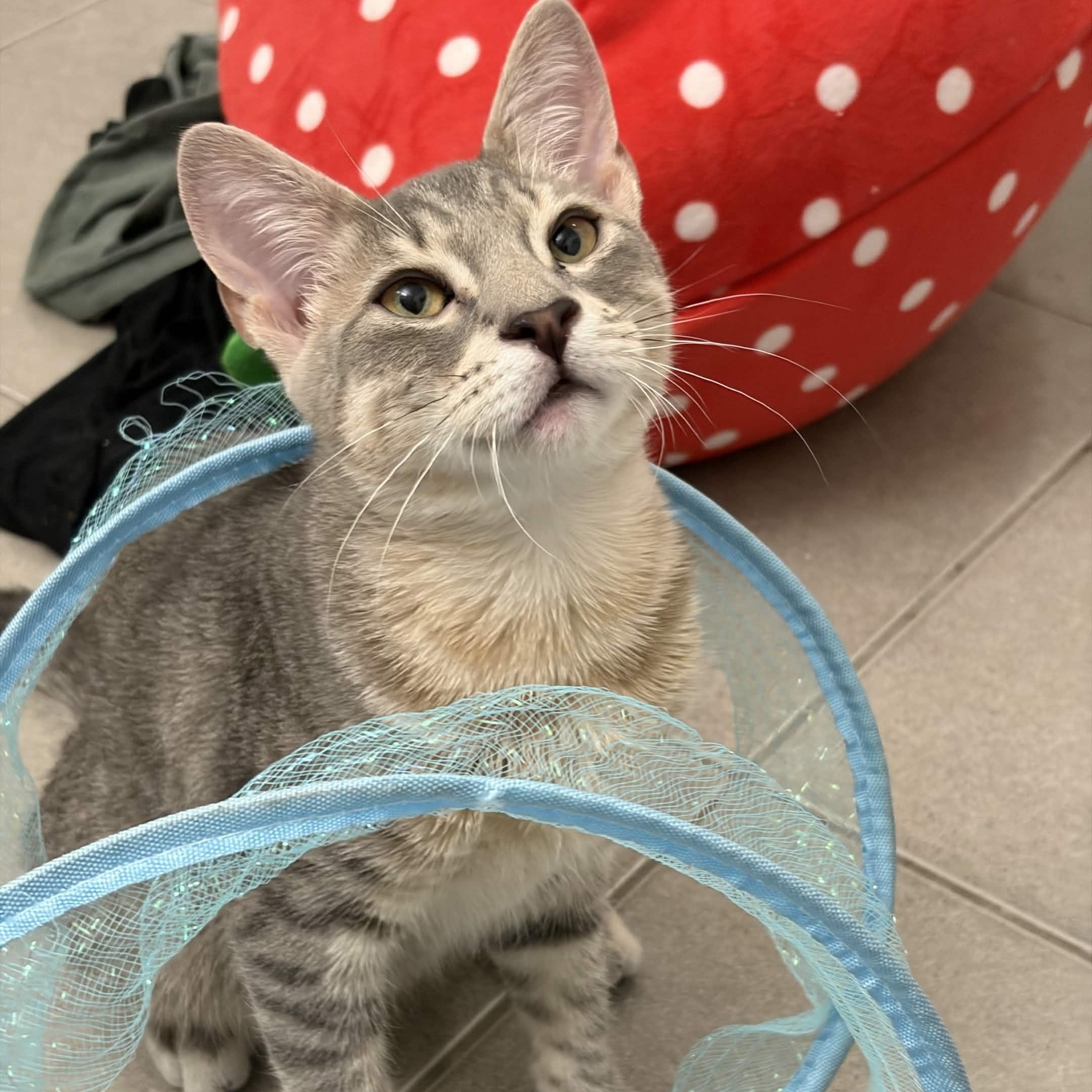 Samwise (Sammy), a ADOPTABLE Domestic Short Hair in Weehawken, NJ image 1/6