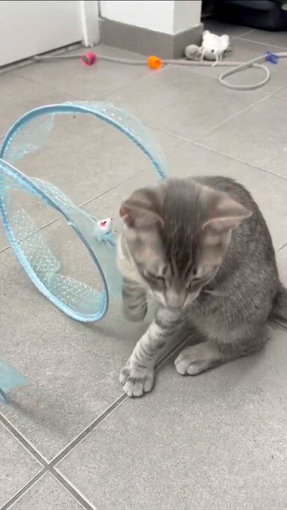 Enlarge Samwise (Sammy), a ADOPTABLE Domestic Short Hair in Weehawken, NJ video 4/6