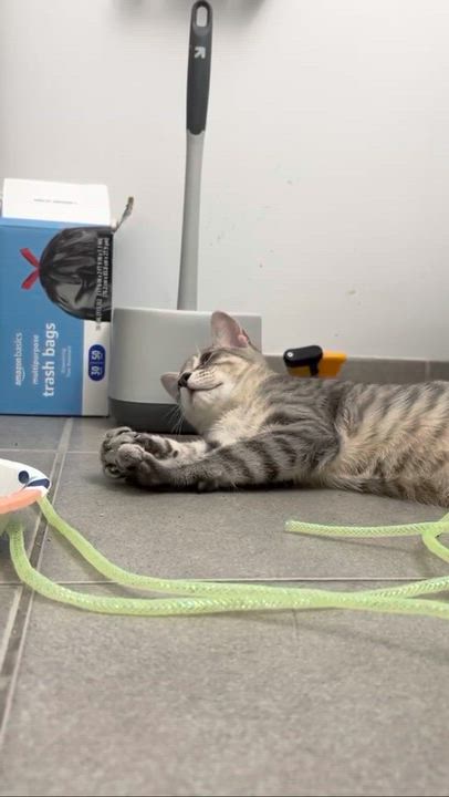 Enlarge Samwise (Sammy), a ADOPTABLE Domestic Short Hair in Weehawken, NJ video 6/6