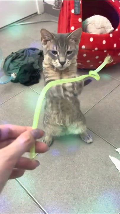 Enlarge Samwise (Sammy), a ADOPTABLE Domestic Short Hair in Weehawken, NJ video 3/6