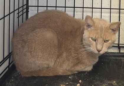 Enlarge Cooper, a Adoptable Domestic Short Hair in Anderson, IN image 1/1