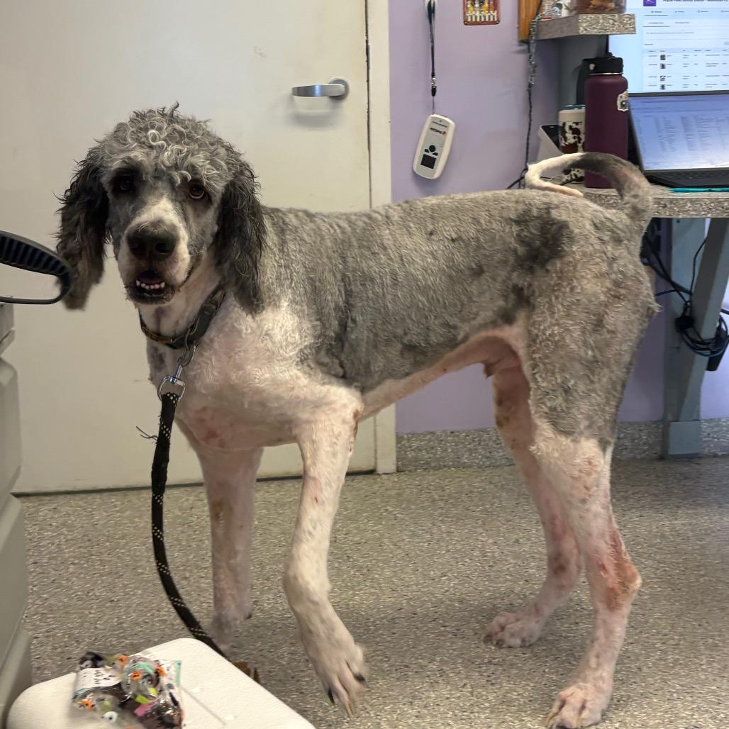 Pedro, Adoptable, Adult Male Saint Bernard & Poodle.
