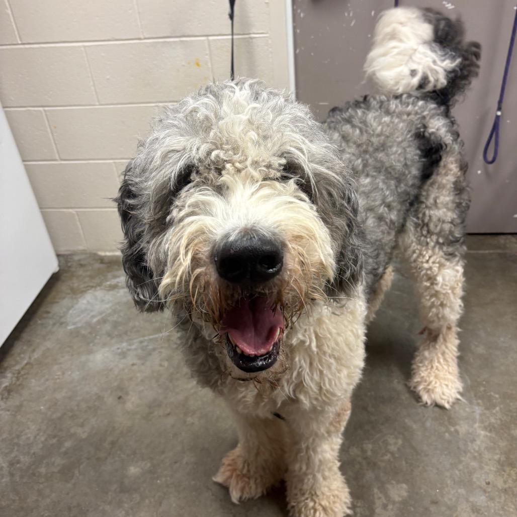 Enlarge Pedro, a Adoptable mixed breed in Manhattan, KS image 2/6