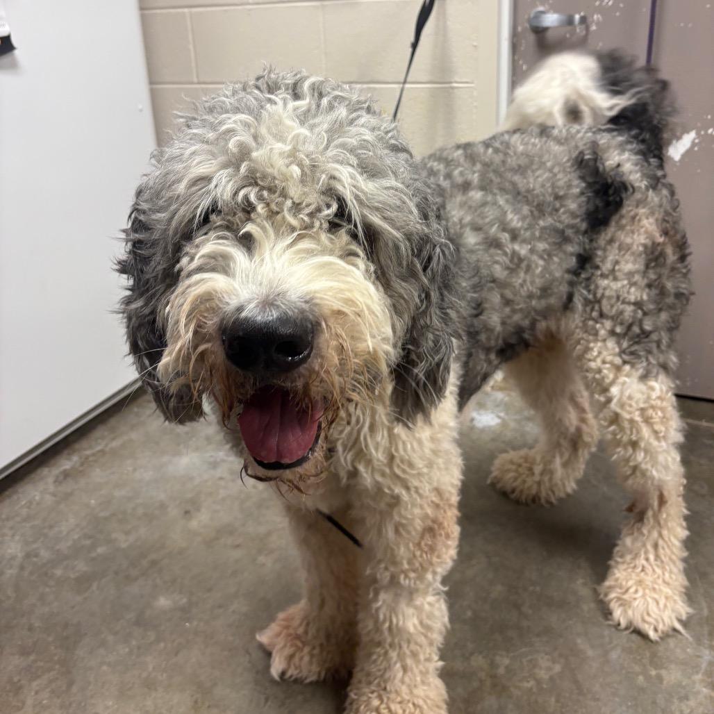Enlarge Pedro, a Adoptable mixed breed in Manhattan, KS image 3/6