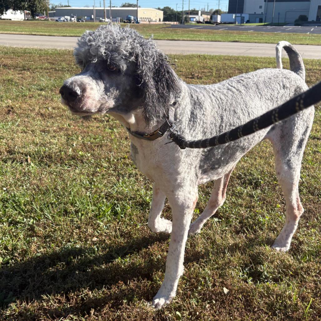 Enlarge Pedro, a Adoptable mixed breed in Manhattan, KS image 4/6