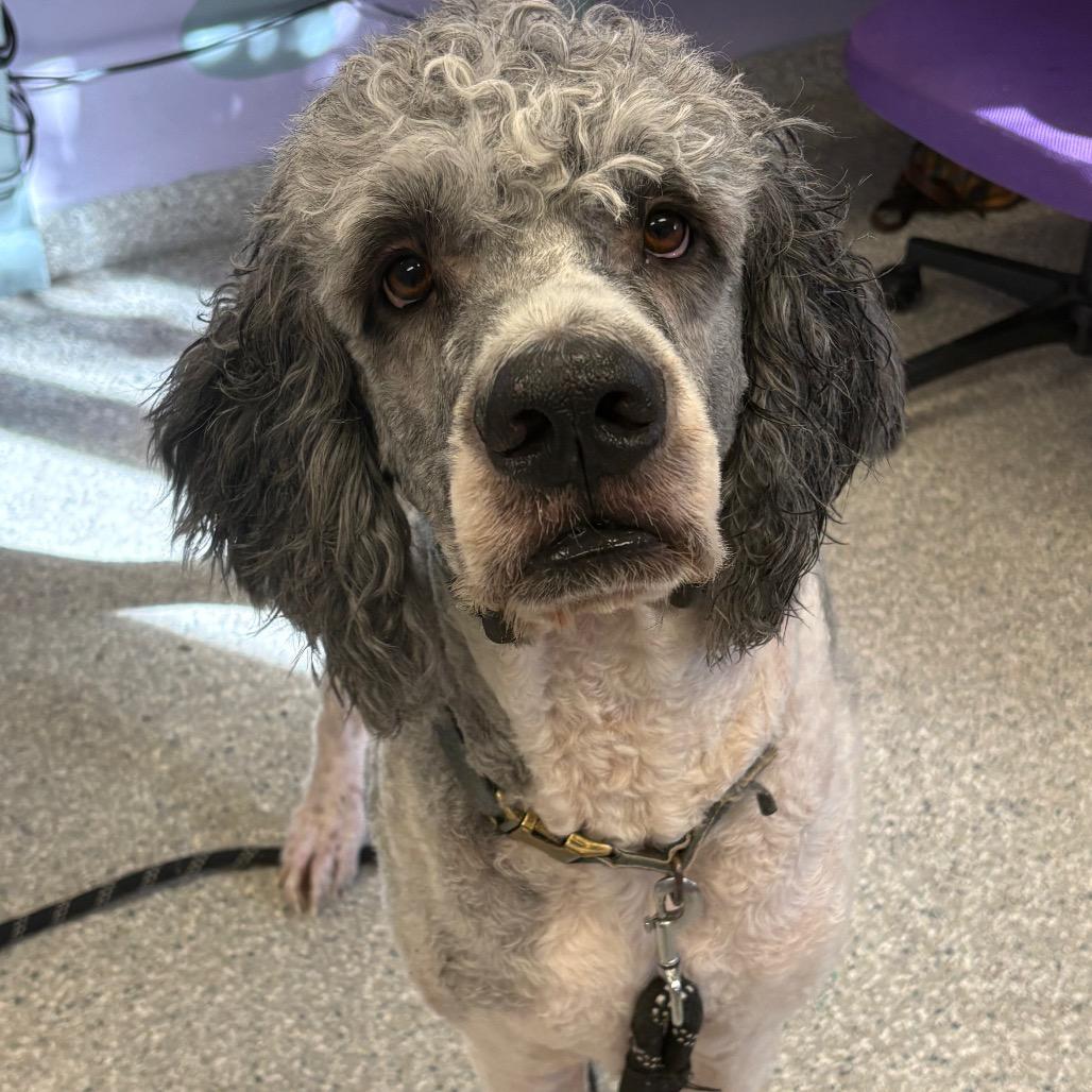 Enlarge Pedro, a Adoptable mixed breed in Manhattan, KS image 5/6