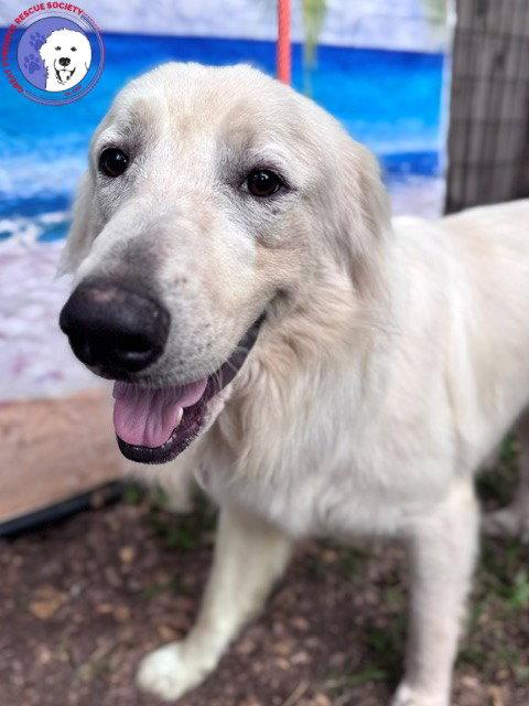 James, a Adoptable Great Pyrenees in Grapevine, TX image 2/6