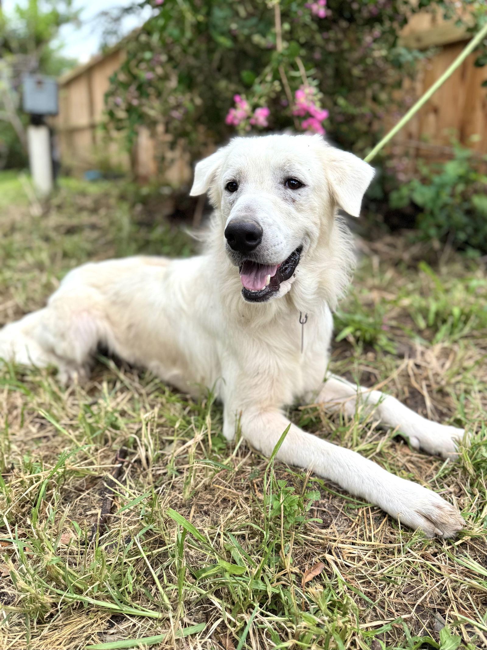 James, a Adoptable Great Pyrenees in Grapevine, TX image 2/6