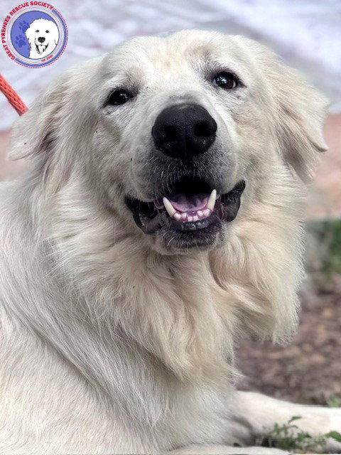James, a Adoptable Great Pyrenees in Grapevine, TX image 3/6