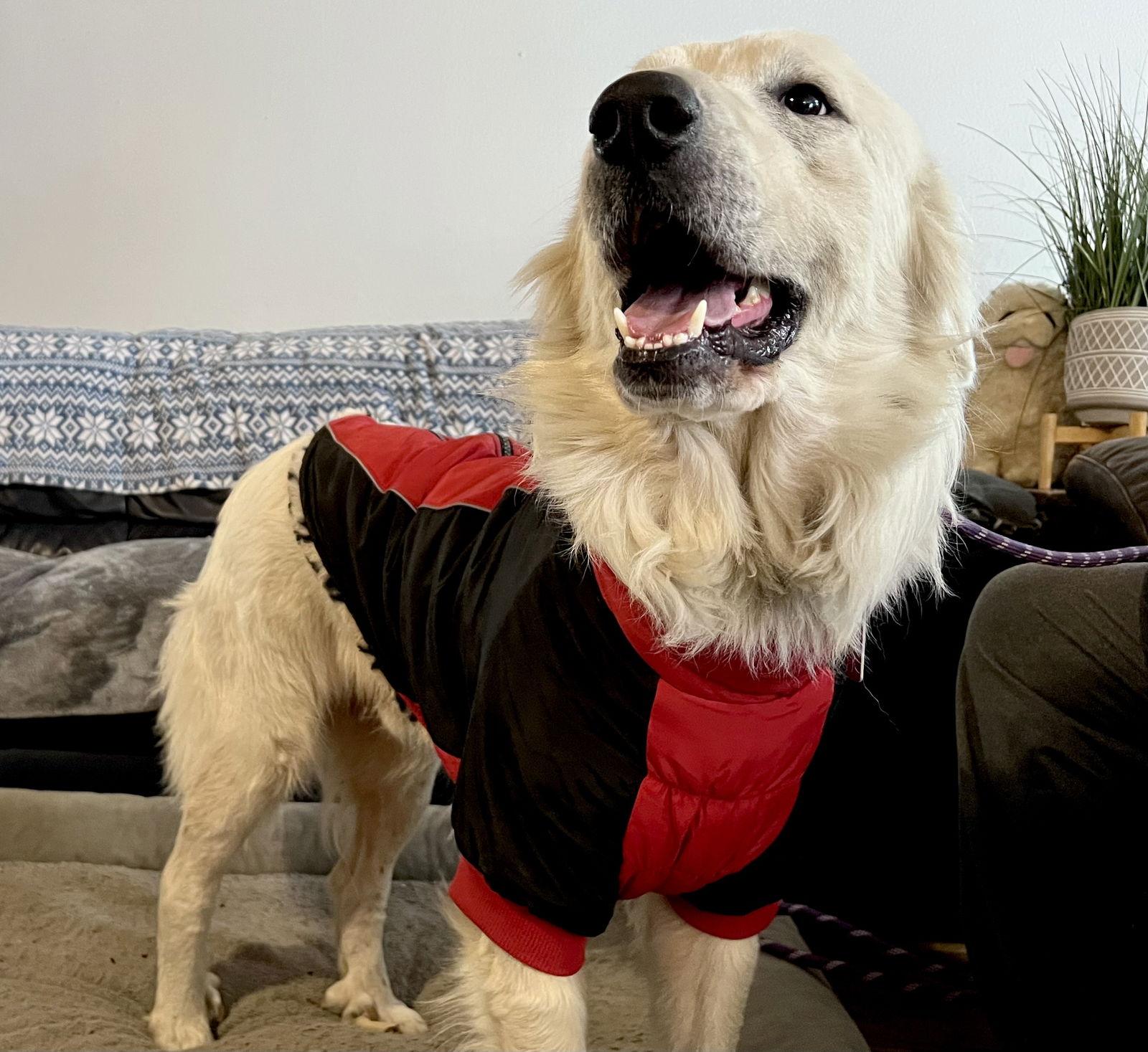 James, a Adoptable Great Pyrenees in Grapevine, TX image 5/6