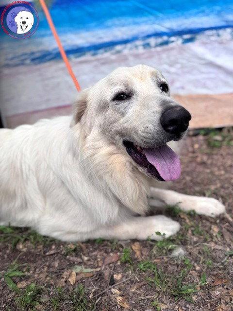 James, a Adoptable Great Pyrenees in Grapevine, TX image 4/6