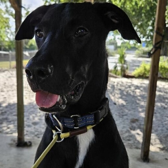 Kimi 3842, an adopted Beagle in Boca Raton, FL_image-1