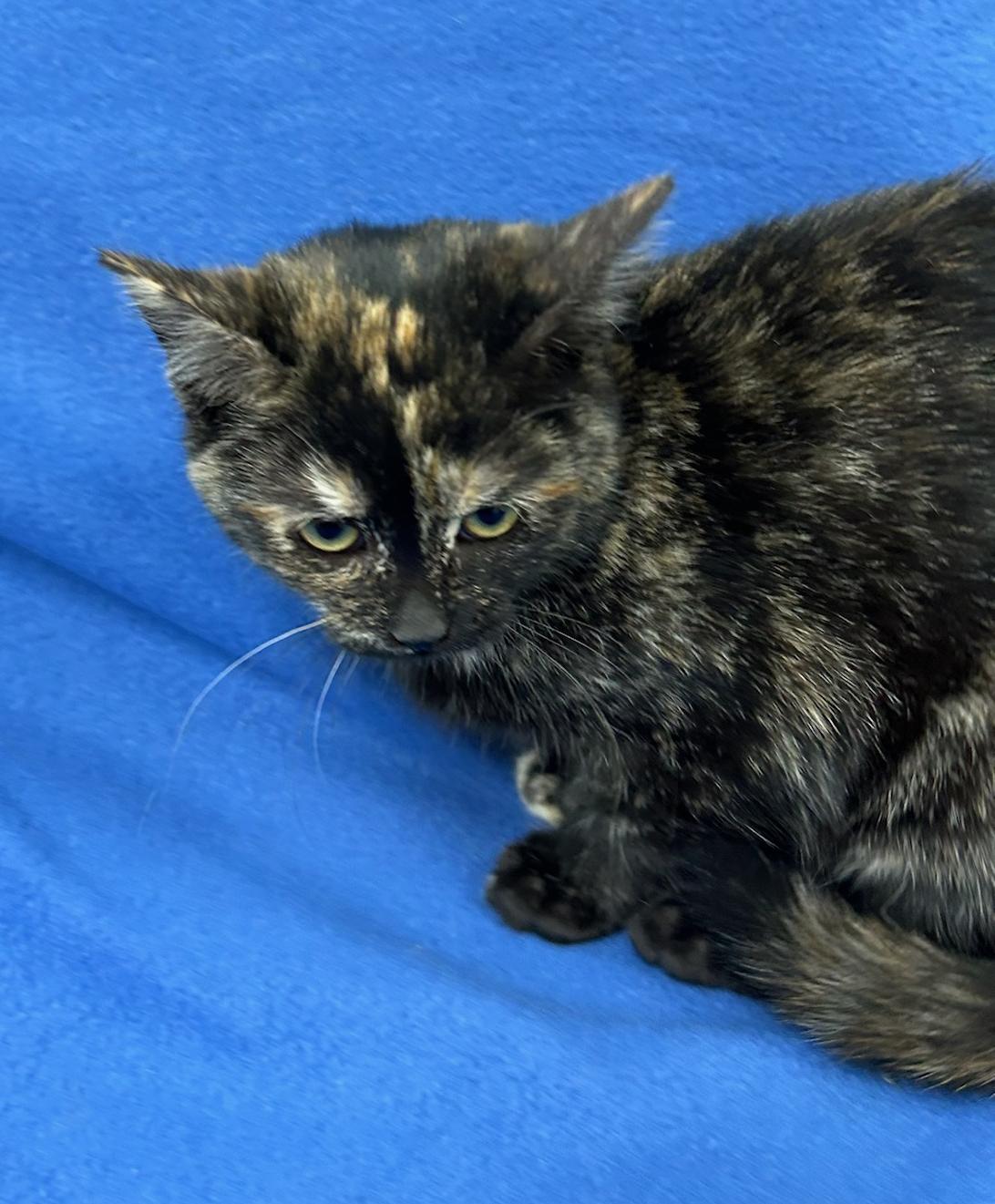 Thelma (Bonded w/Louise), a Adoptable Domestic Short Hair in Neillsville, WI image 2/5