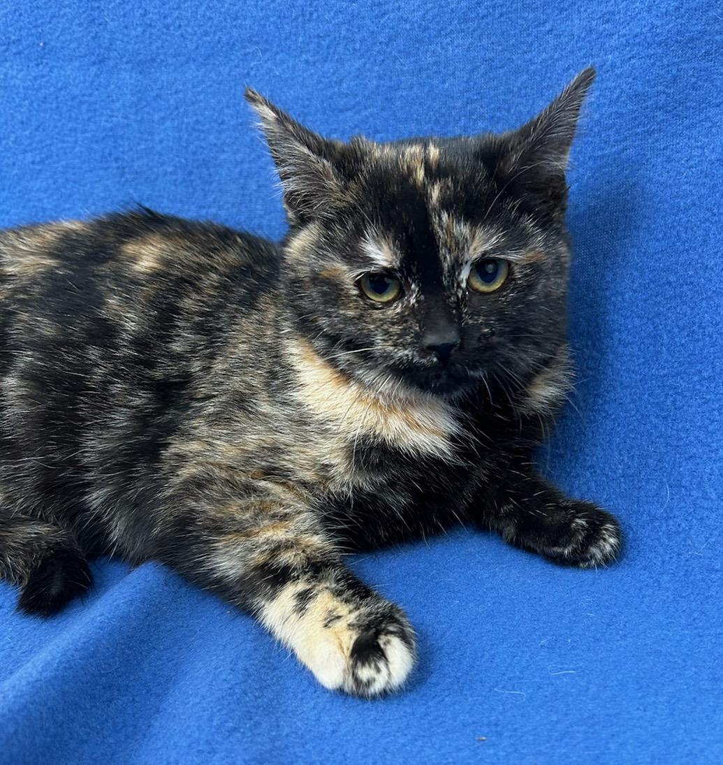 Thelma (Bonded w/Louise), a Adoptable Domestic Short Hair in Neillsville, WI image 3/5