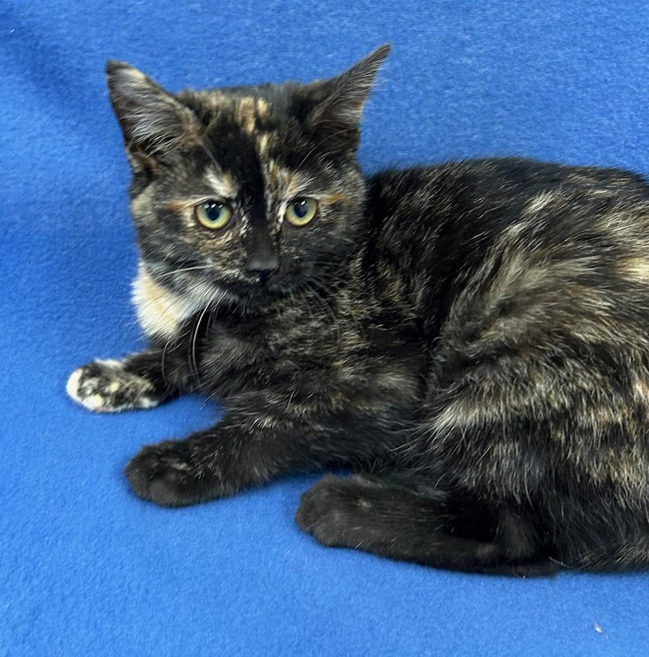 Thelma (Bonded w/Louise), a Adoptable Domestic Short Hair in Neillsville, WI image 4/5