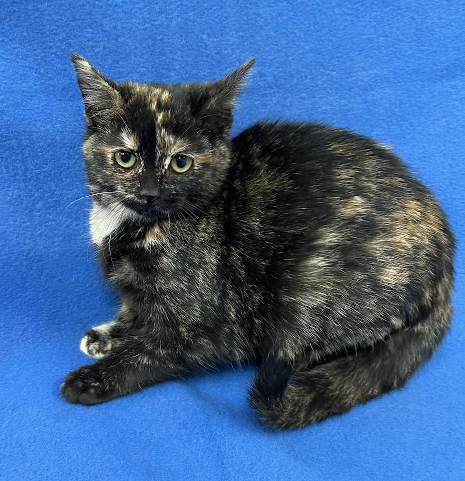Thelma (Bonded w/Louise), Adoptable, Kitten Female Domestic Short Hair.