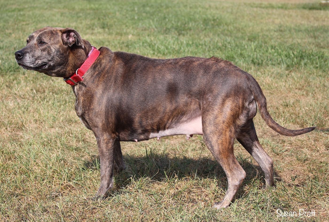 Enlarge Rosie, a ADOPTABLE mixed breed in Bedford, VA image 3/3