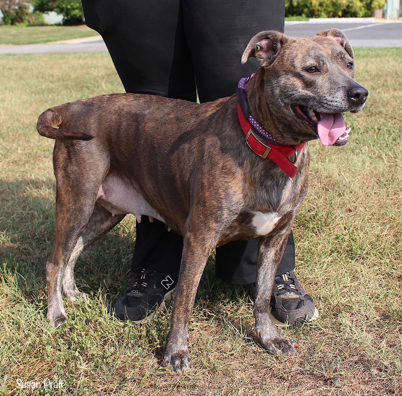 Enlarge Rosie, a ADOPTABLE mixed breed in Bedford, VA image 2/3