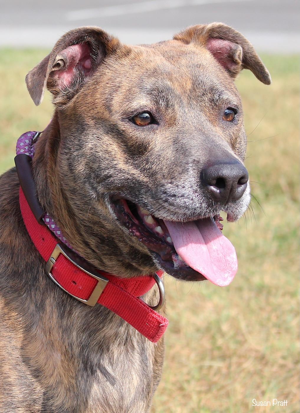 Enlarge Rosie, a ADOPTABLE mixed breed in Bedford, VA image 1/3