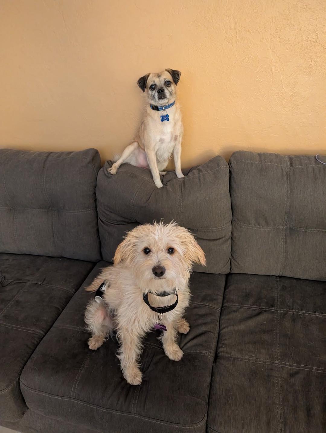 Enlarge COURTESY POSTING PugsLee, a Adoptable Mixed Breed in Tucson, AZ image 1/3