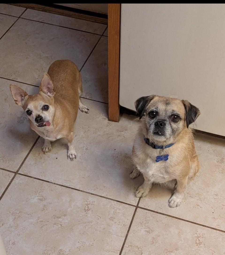 Enlarge COURTESY POSTING PugsLee, a Adoptable Mixed Breed in Tucson, AZ image 2/3