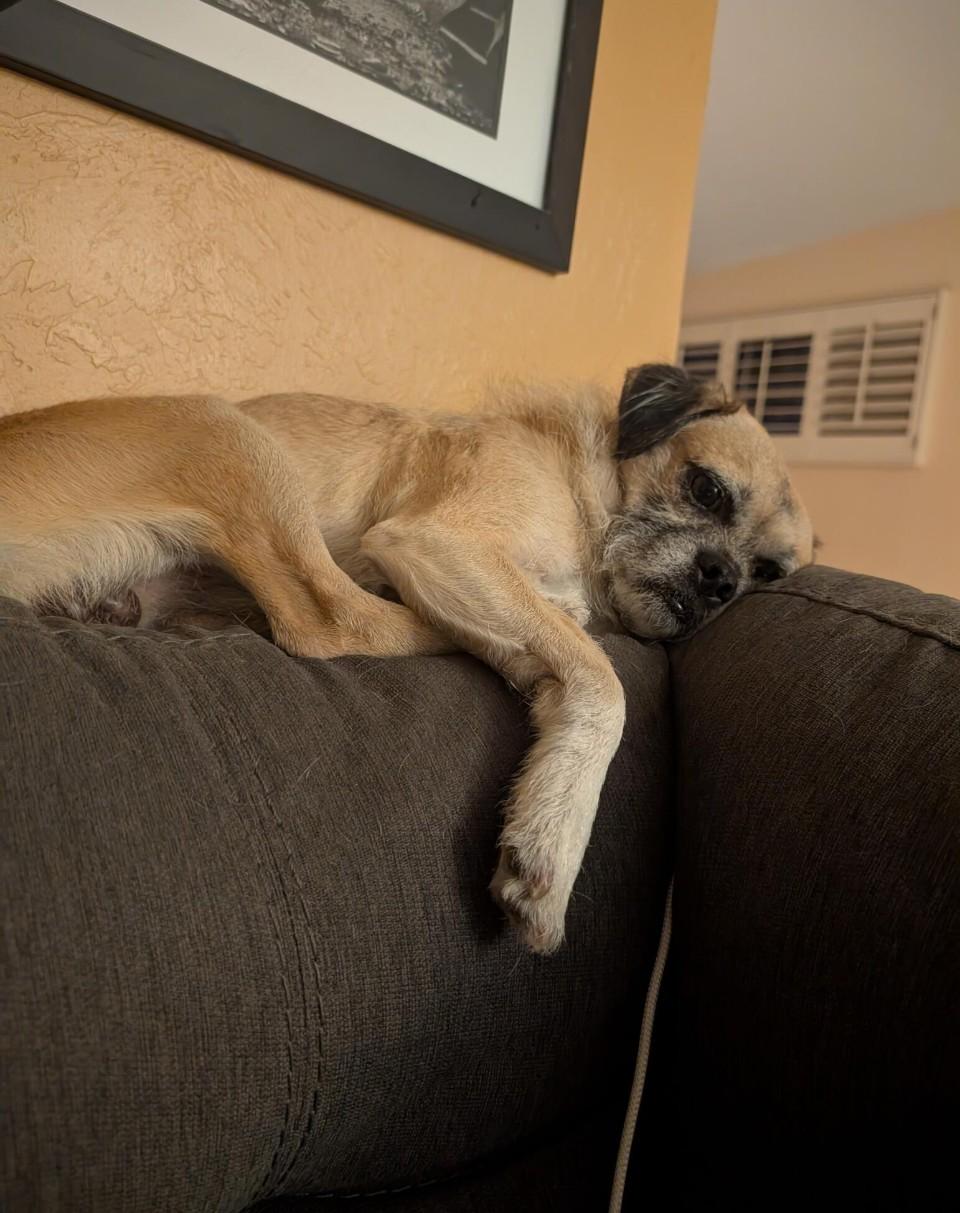 Enlarge COURTESY POSTING PugsLee, a Adoptable Mixed Breed in Tucson, AZ image 3/3