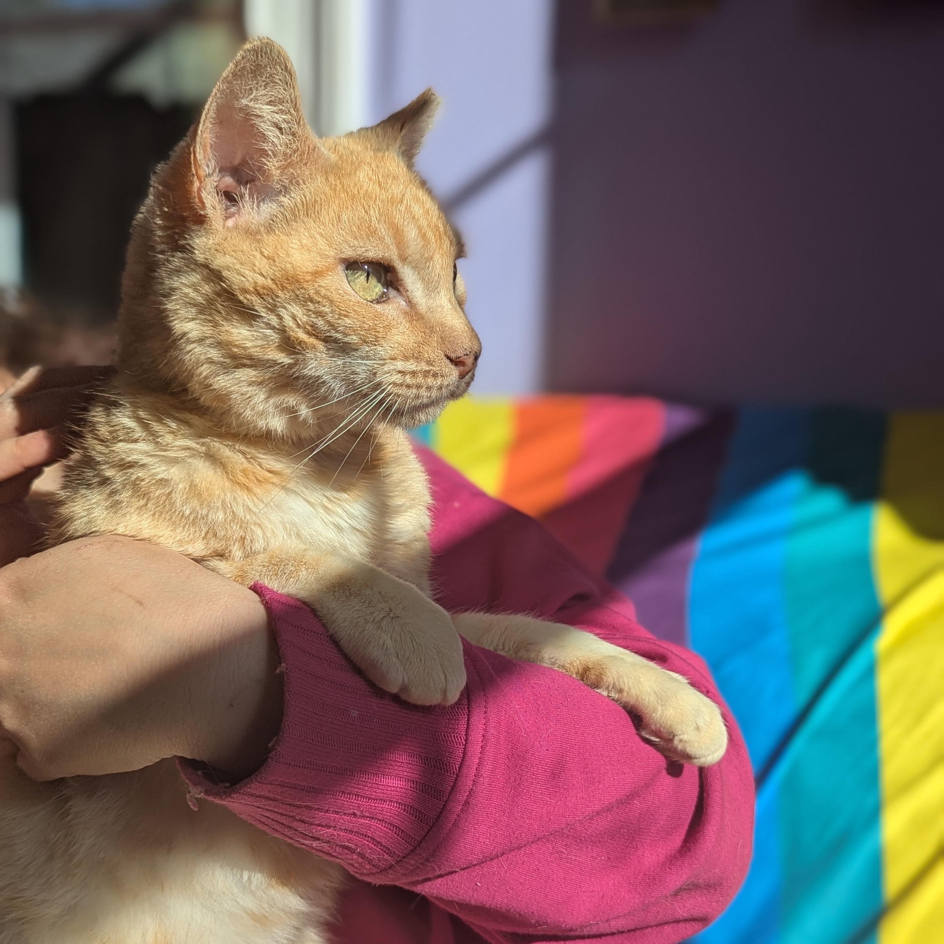 Andy (Saved by Love, Living for It), an adopted Domestic Short Hair in Decatur, GA image 6/6