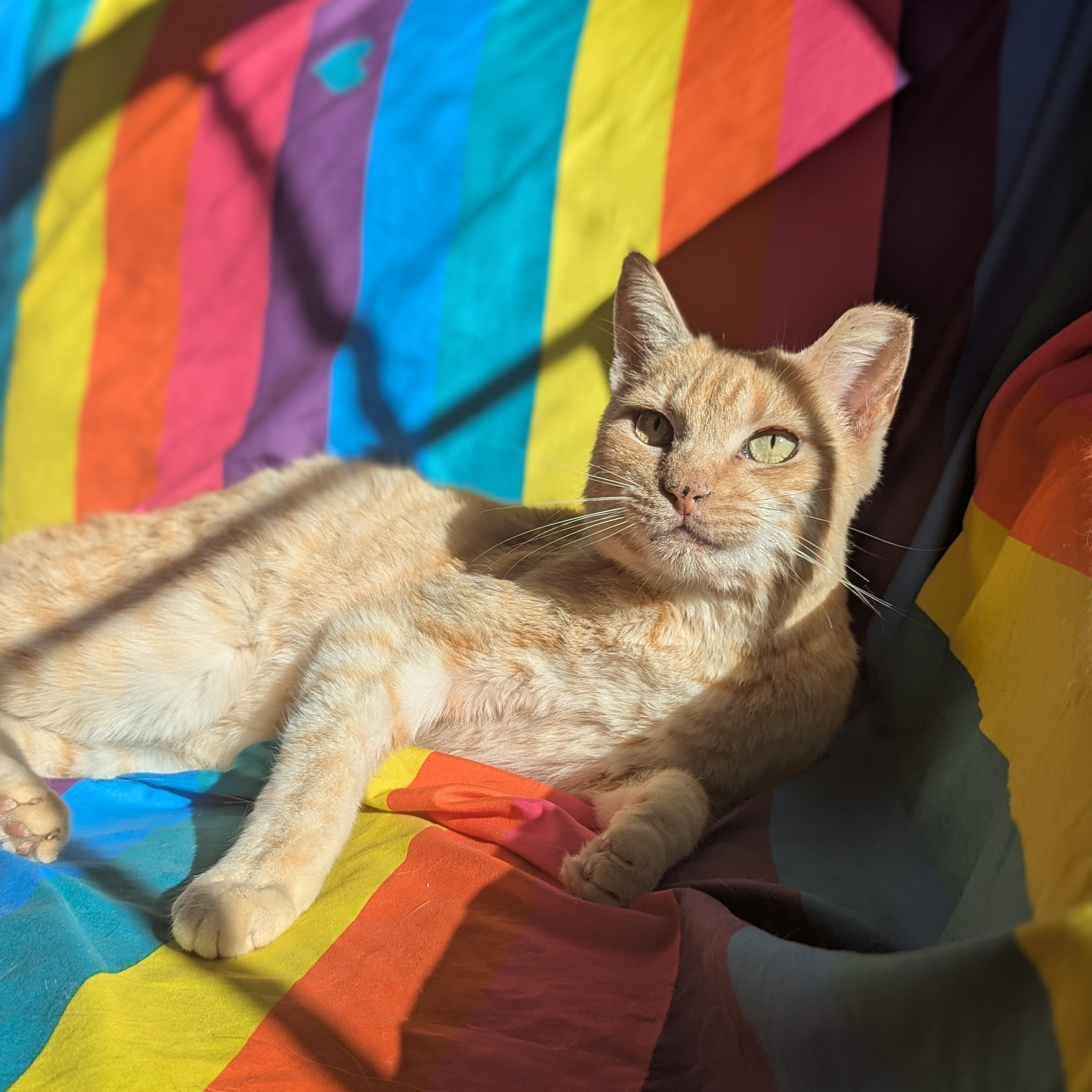 Andy (Saved by Love, Living for It), an adopted Domestic Short Hair in Decatur, GA image 3/6