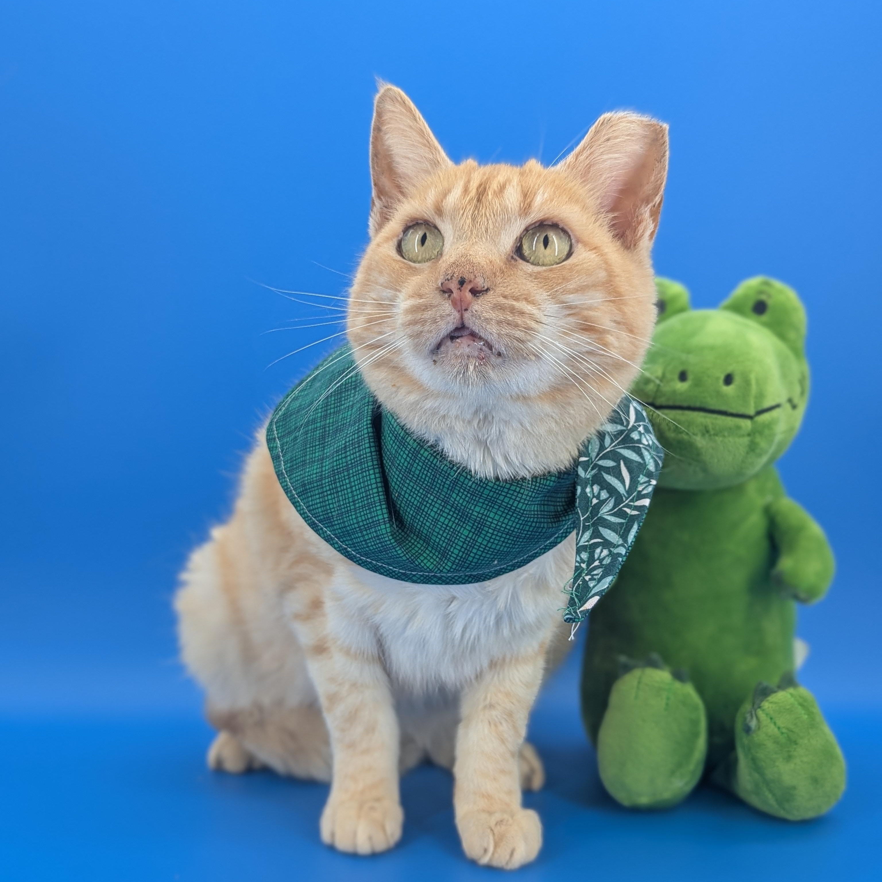 Andy (Saved by Love, Living for It), an adopted Domestic Short Hair in Decatur, GA image 4/6