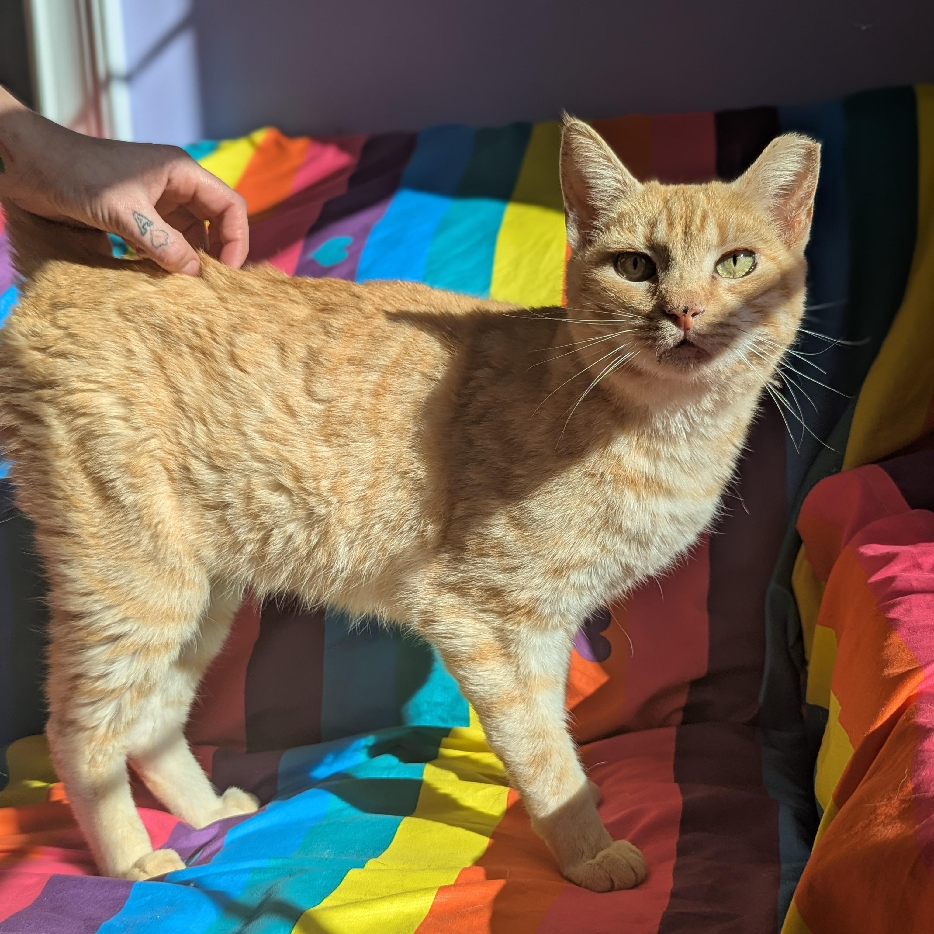 Andy (Saved by Love, Living for It), an adopted Domestic Short Hair in Decatur, GA image 5/6