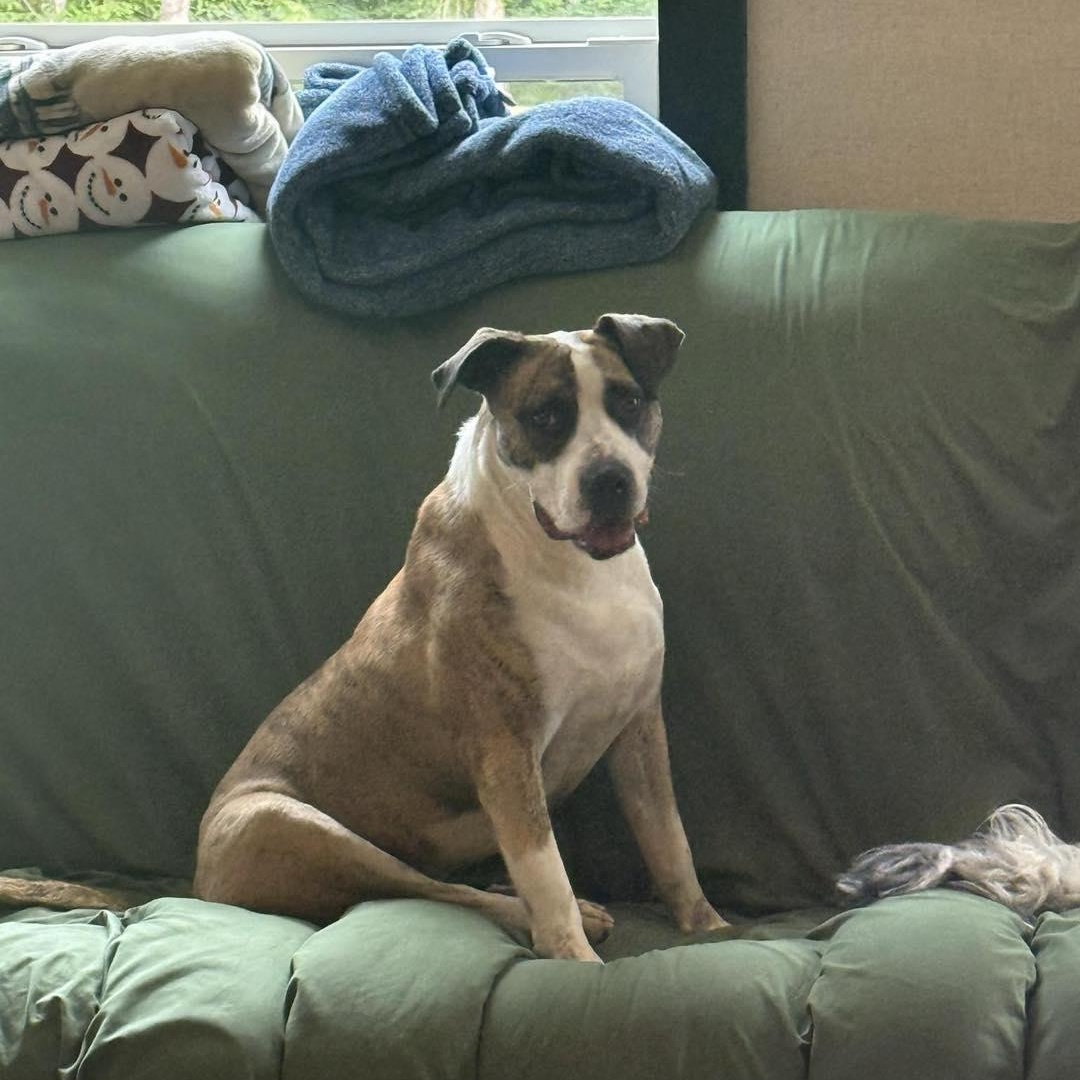 Enlarge Marsha, a Adoptable mixed breed in Louisville, KY image 2/3