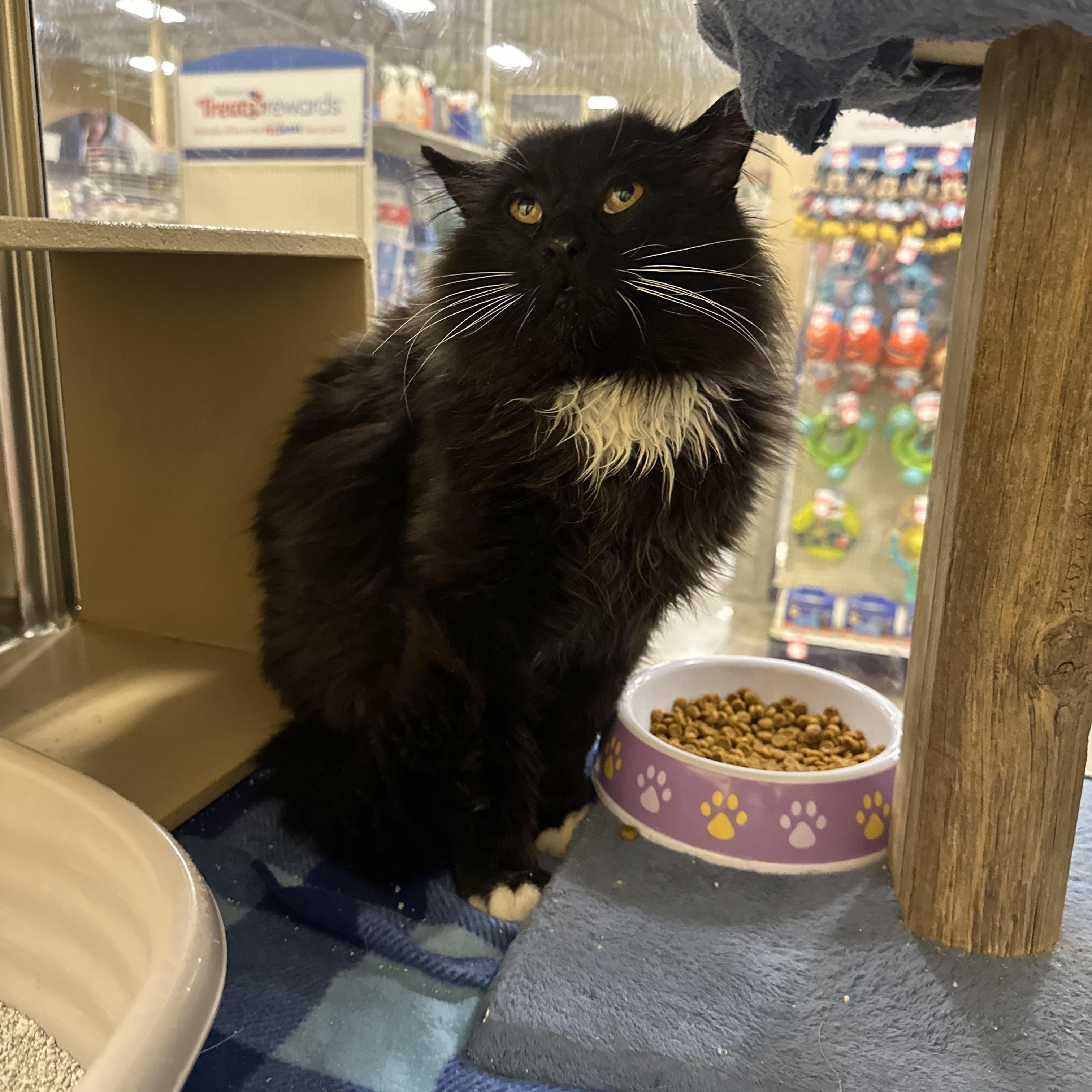 Enlarge Arnold, a ADOPTABLE Domestic Long Hair in Missoula, MT image 1/1