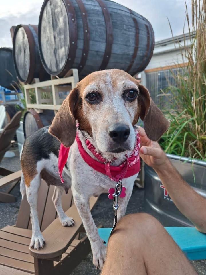 Sundae, ADOPTABLE, Adult Female Beagle.