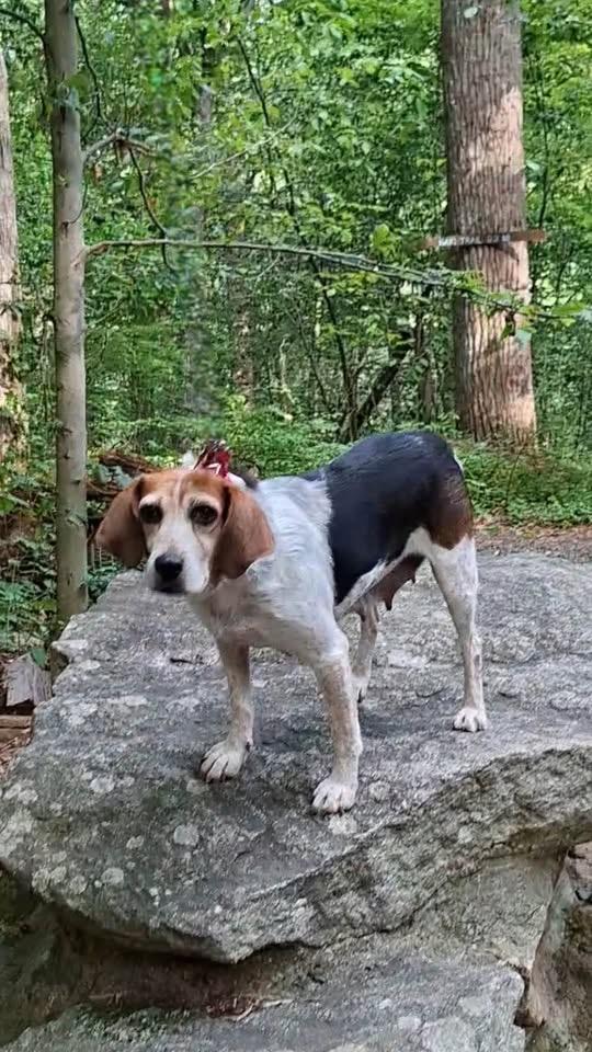 Sundae, a ADOPTABLE mixed breed in Succasunna, NJ image 3/4
