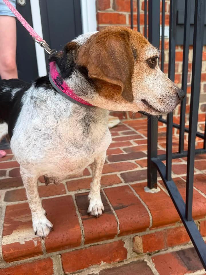Sundae, a ADOPTABLE mixed breed in Succasunna, NJ image 2/4